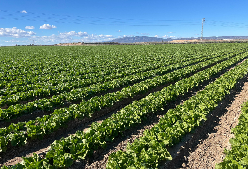 campo-lechuga