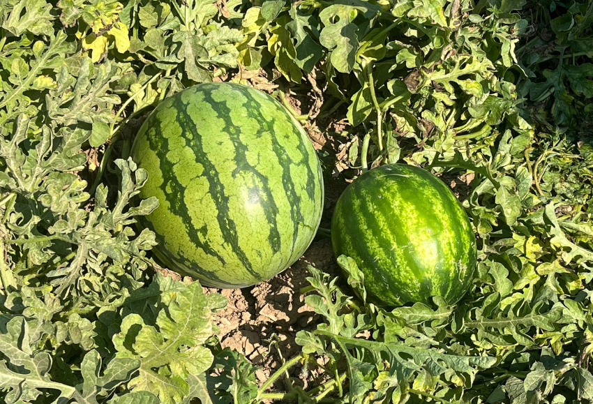 demo-days-melon-sandia-syngenta (1)