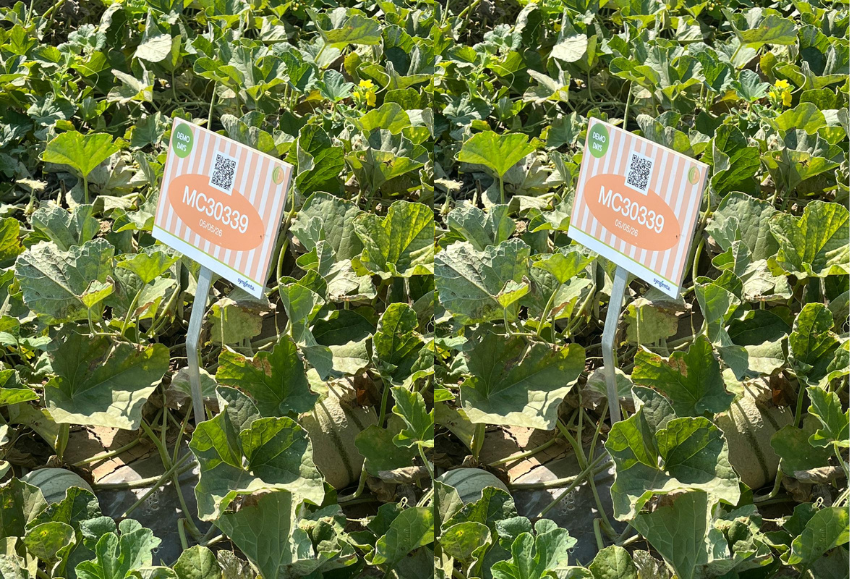 demo-days-melon-sandia-syngenta (5)