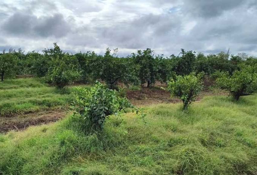 finca bollo en Carmona