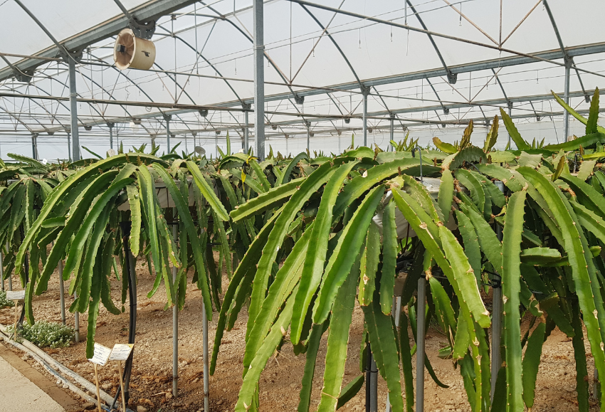 pitaya-las-palmerillas