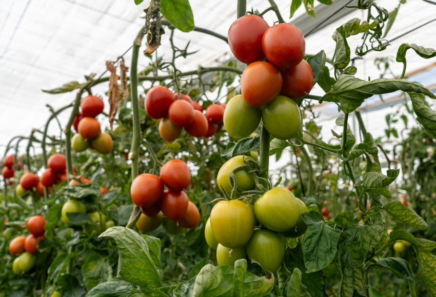 tomate-panoramix