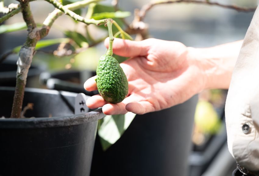 aguacate