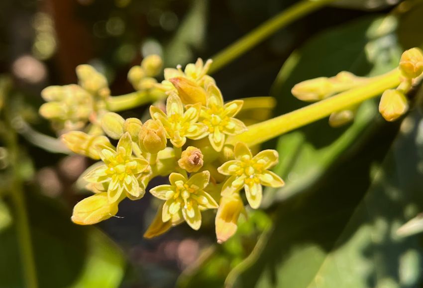 flor aguacate