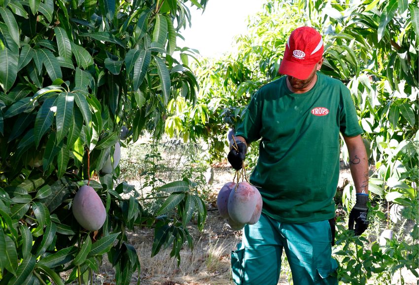 mango trops