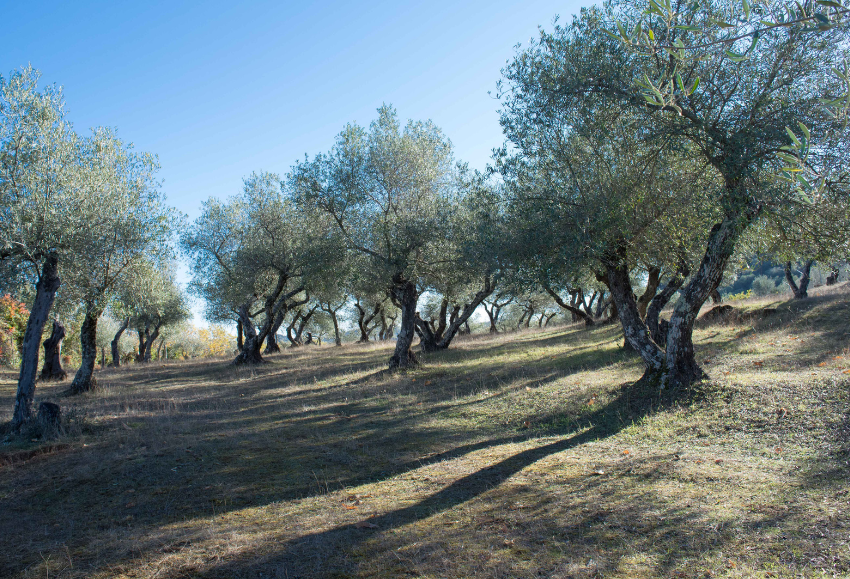 olivar