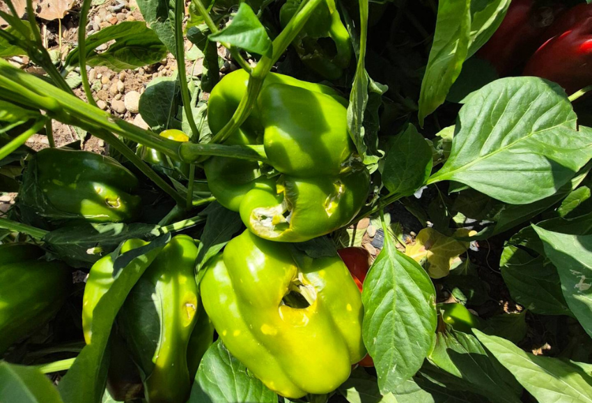 pimiento-pedrisco-agroseguro