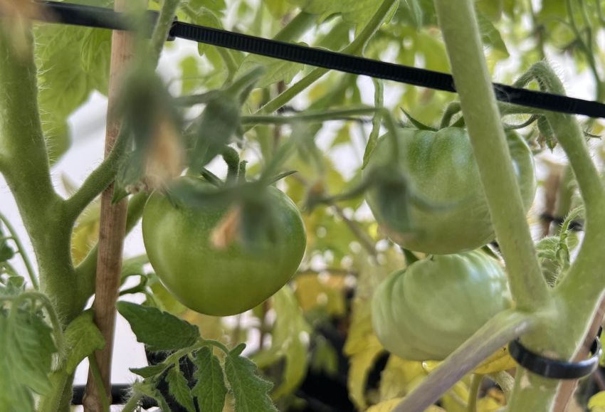 Tomates de un invernadero.