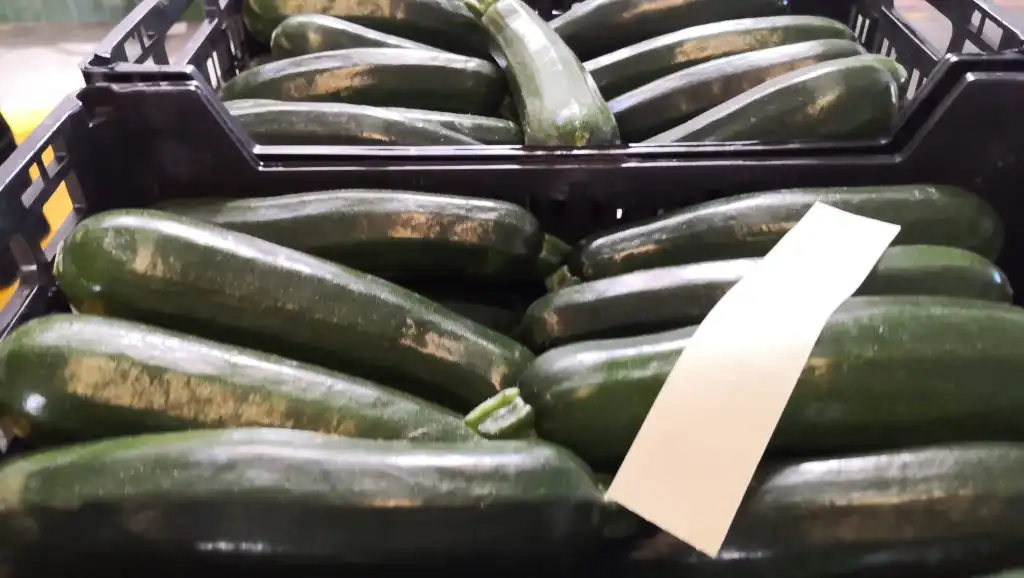 Calabacin