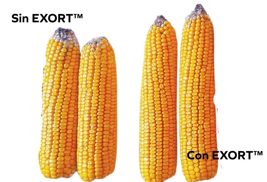 EXORT™ Syngenta