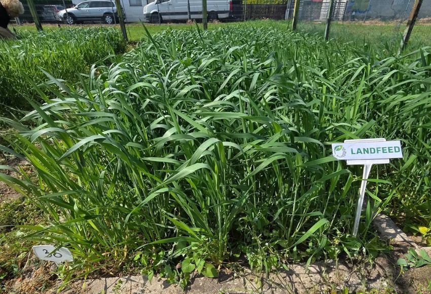 LANDFEED 