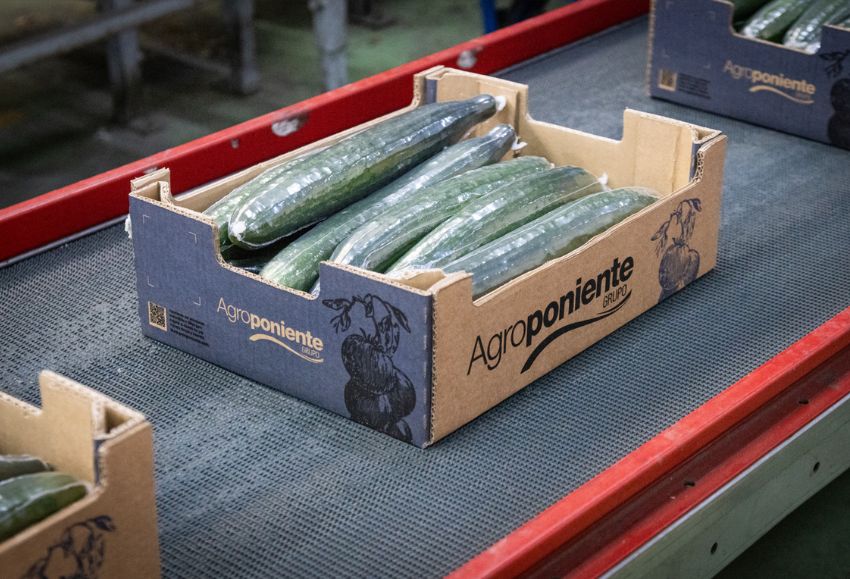 agroponiente campaña
