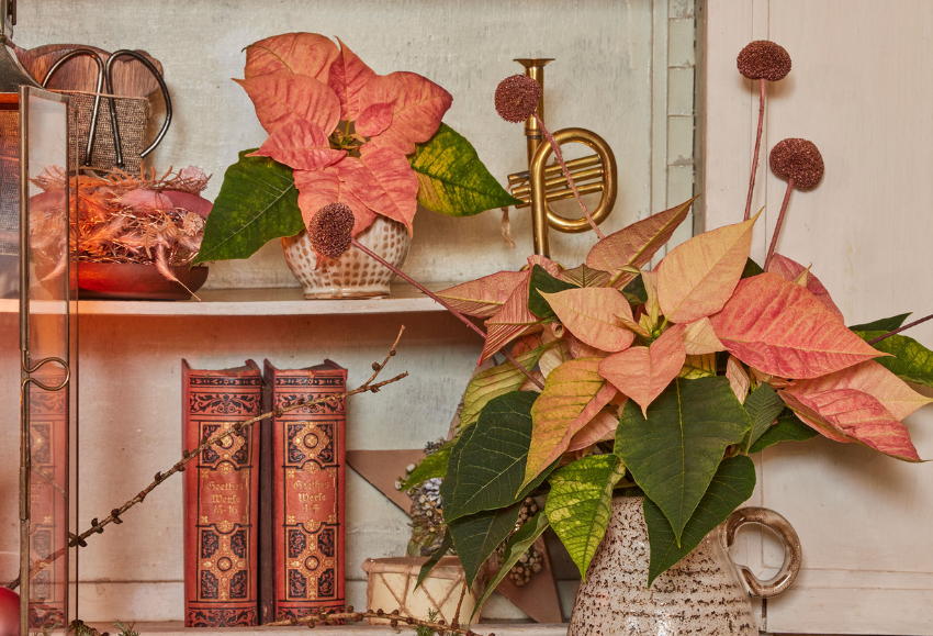 flor-pascua-poinsettia-otoño (1)