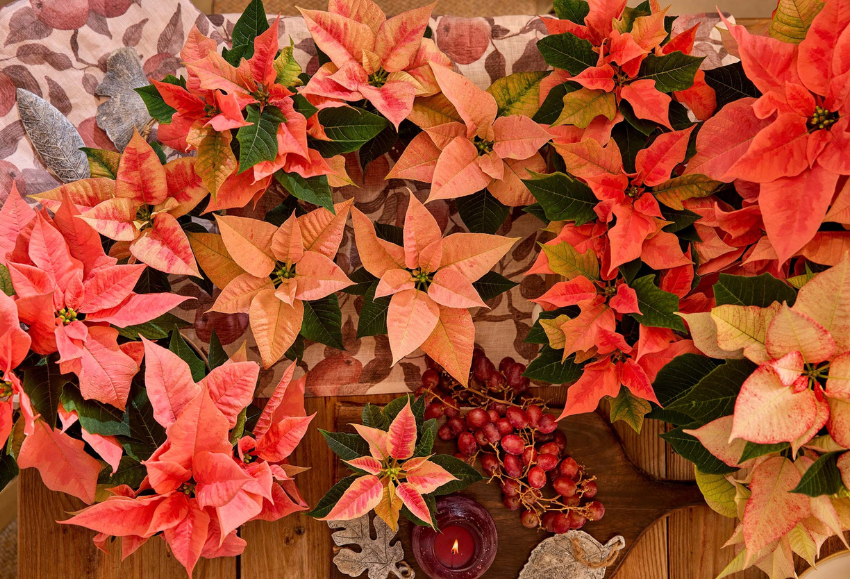 flor-pascua-poinsettia-otoño (2)