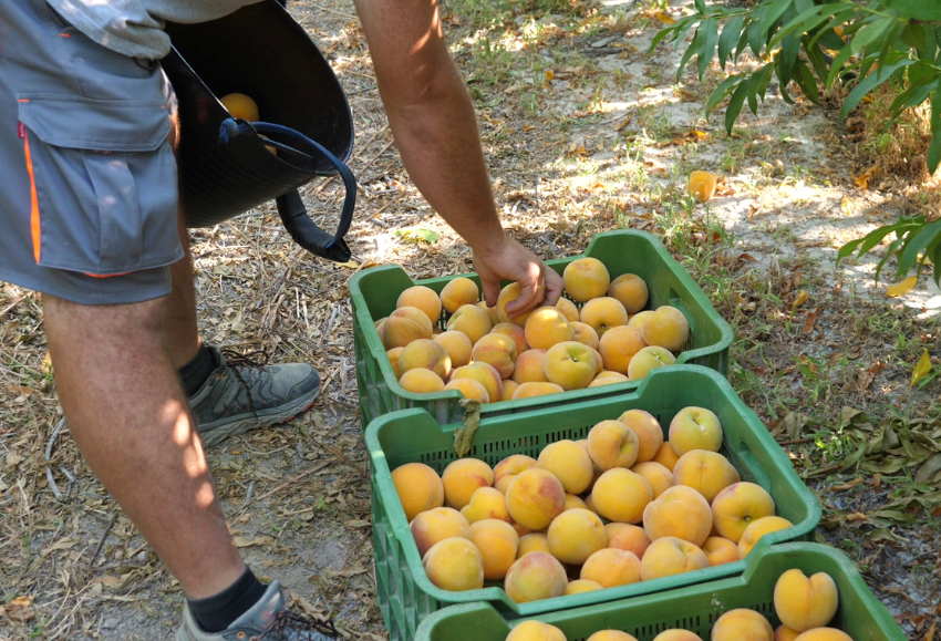 fruta-hueso