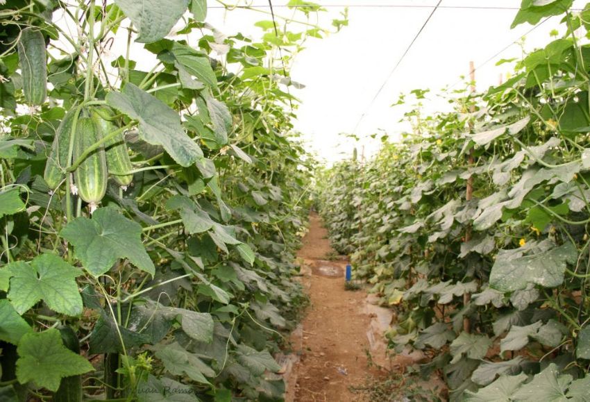 pepinos