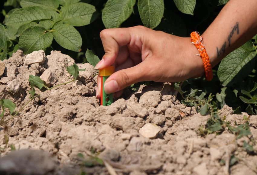 proyecto bacterias de tomate y patata
