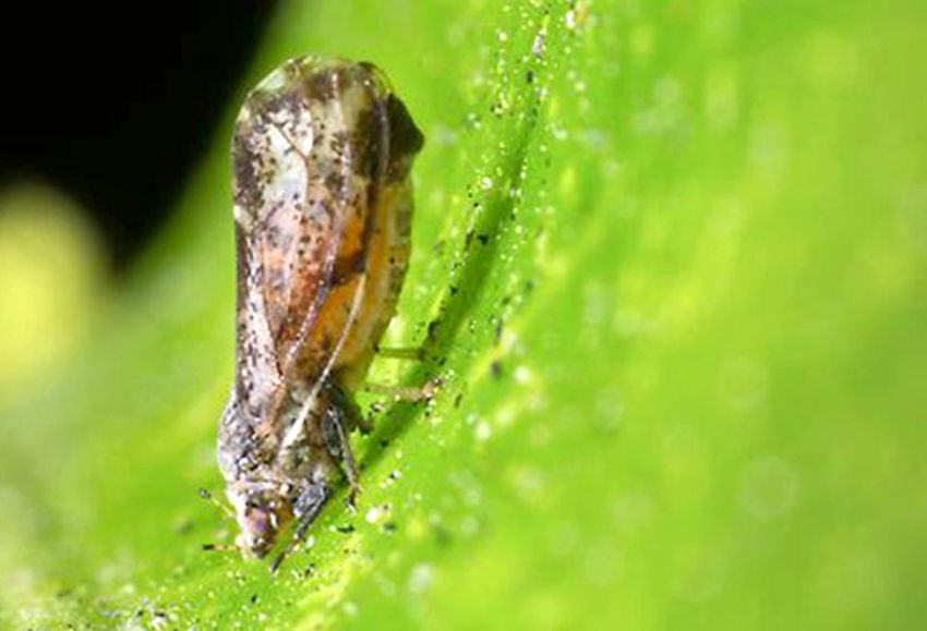 vector del Citrus greening