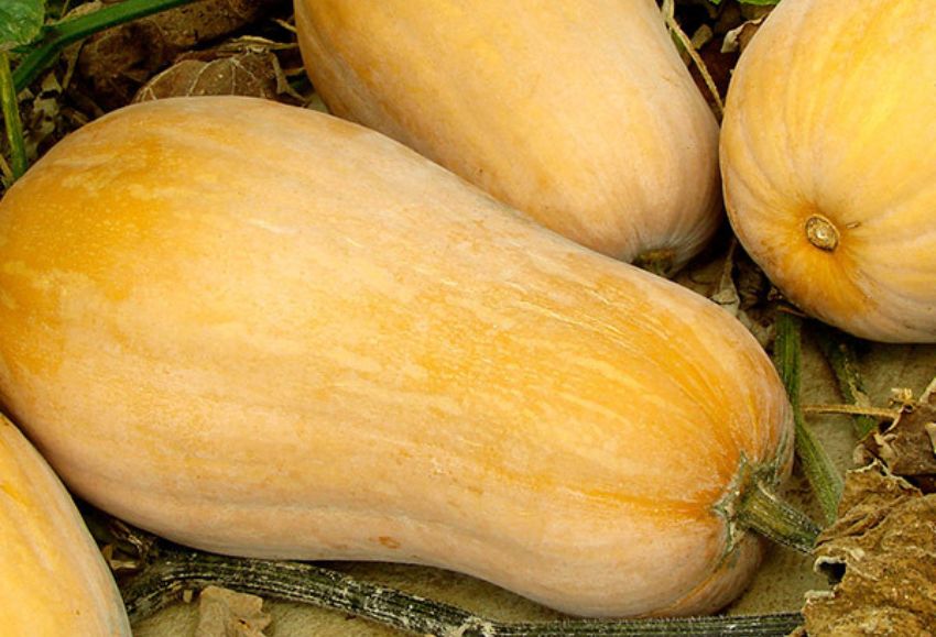 calabaza