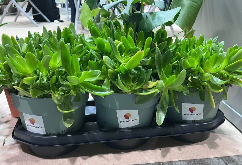iberflora 2026 (2)