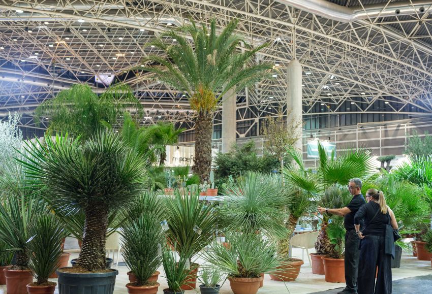 iberflora