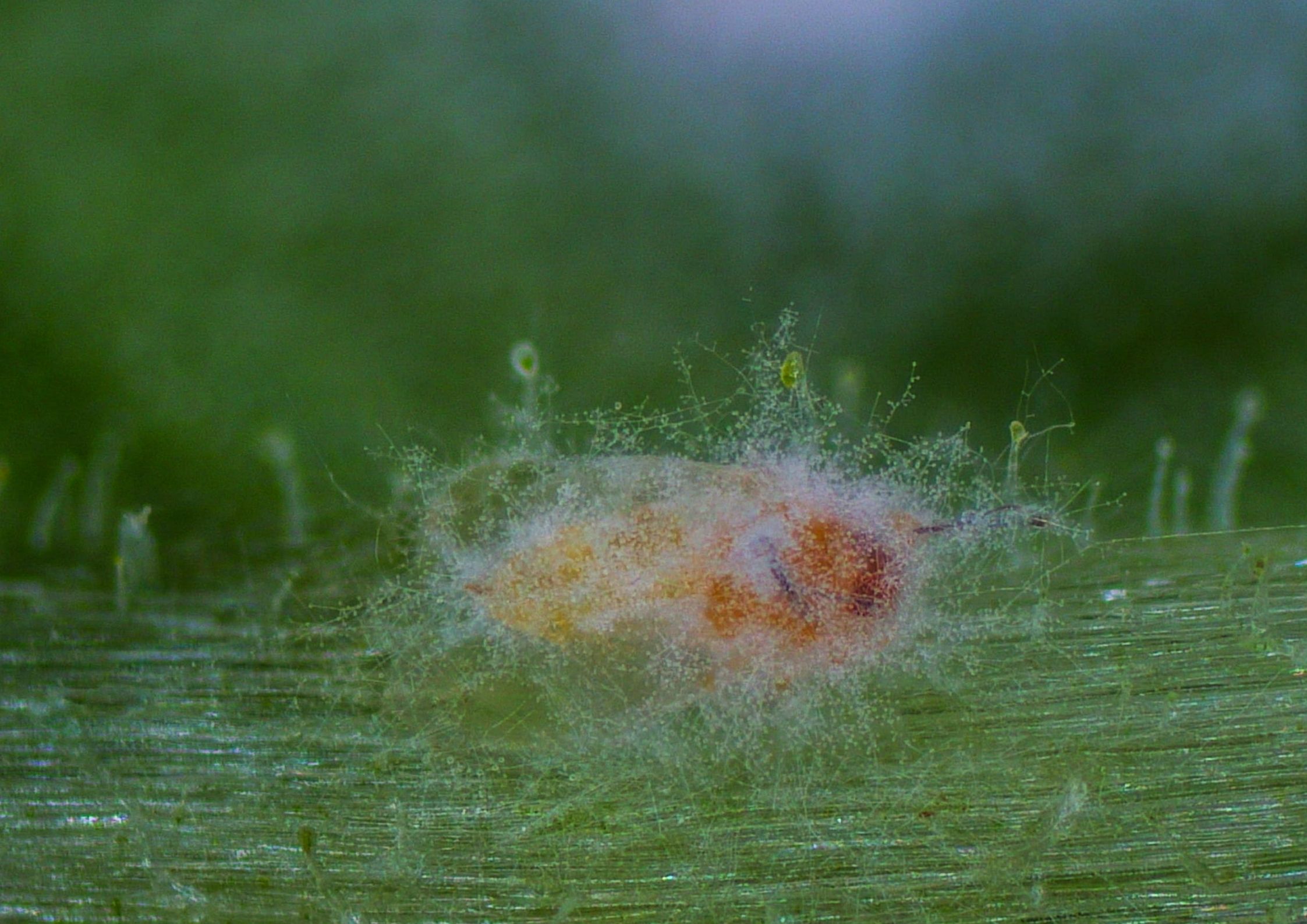 mycotal-koppert