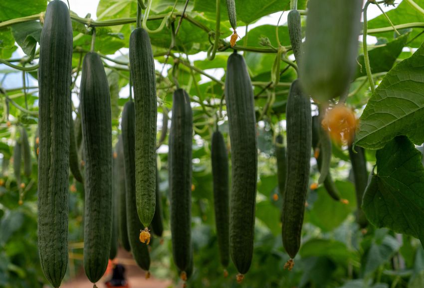pepino capgen